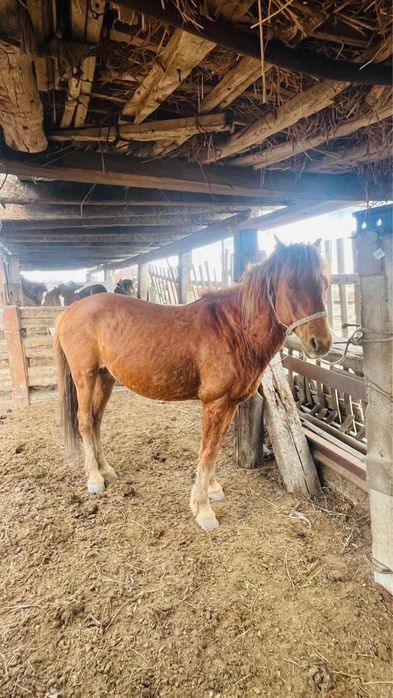 Айғыр сатамын 10 жасар