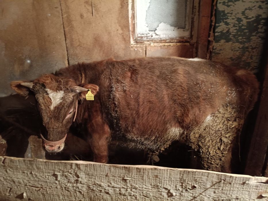 Продам бычок годовалый