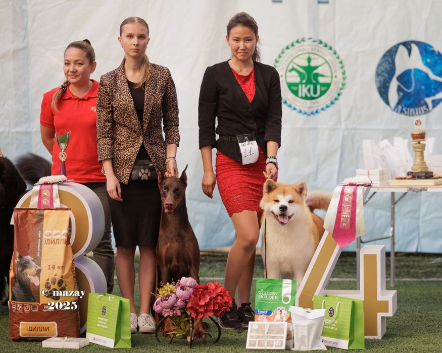 Акита ину мальчик