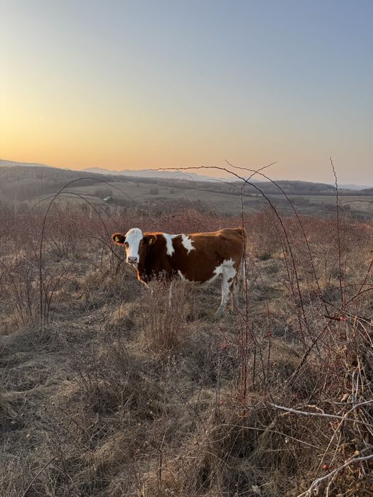 Vaca de vanzare.    .