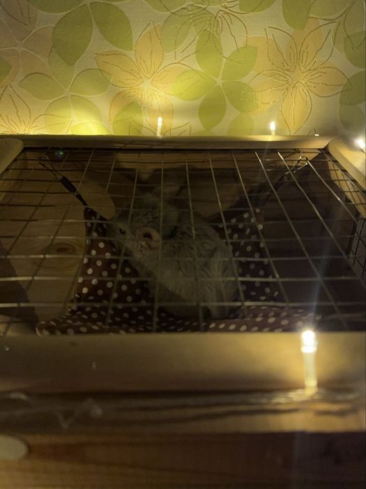 Продаю Шиншиллу вместе с клеткой