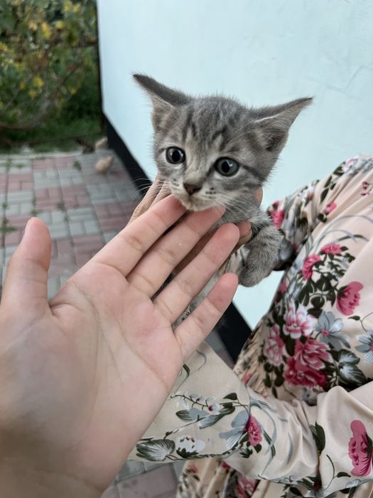 Милейшие котятки