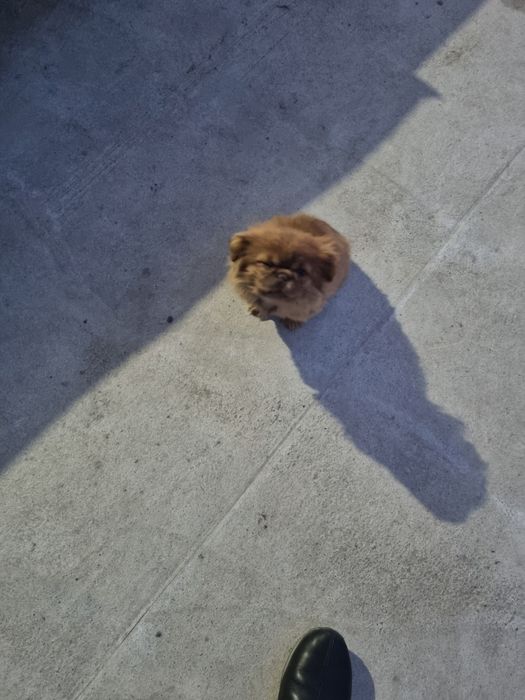 Продаётся пекинес