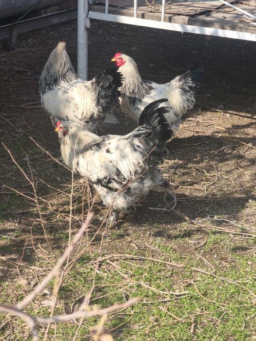 Домашние петухи брама