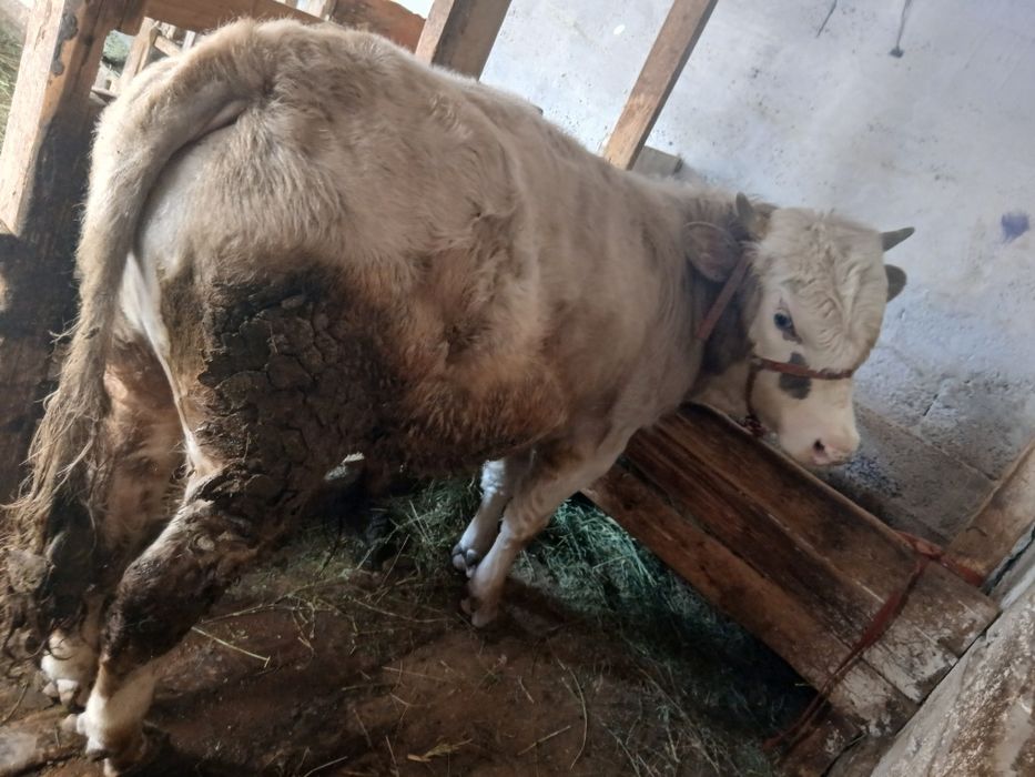 Продам быка. 1год и 2 месяца