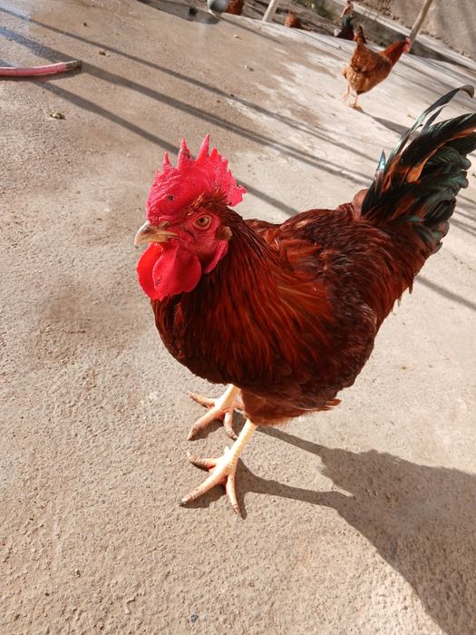 Хан хяп товуклар бор 80та тухм кляпти