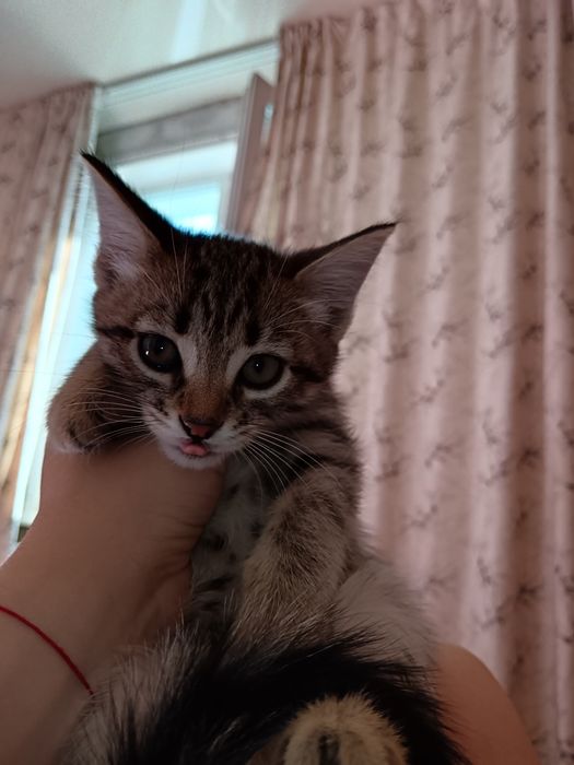 Отдам котят в добрые руки