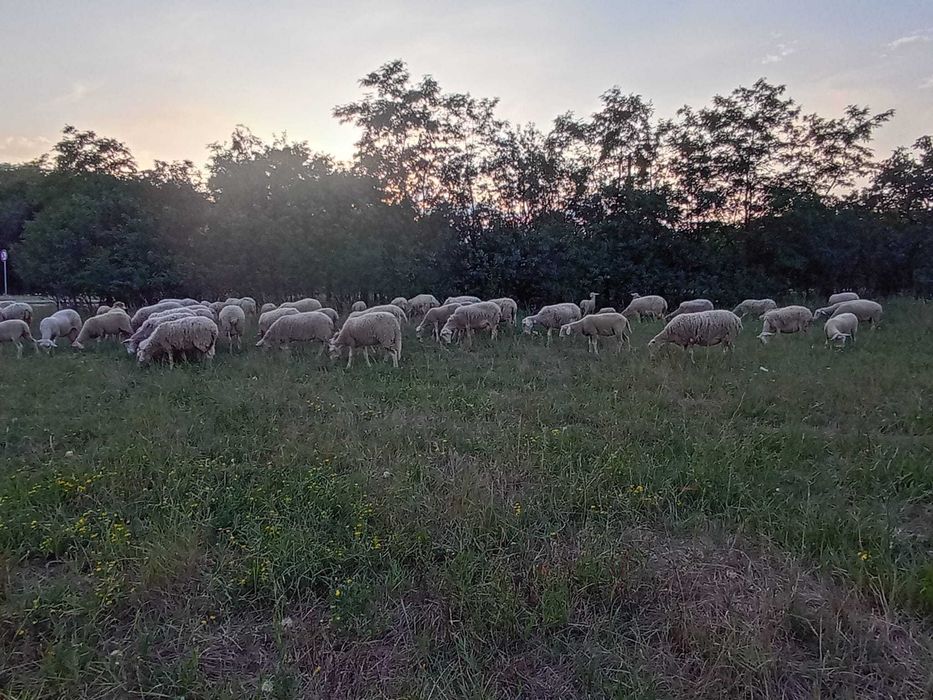 Lacaune de vanzare