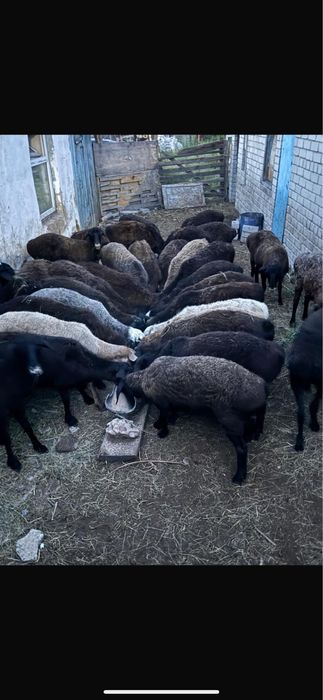 Қой, тоқтылар сатылады.