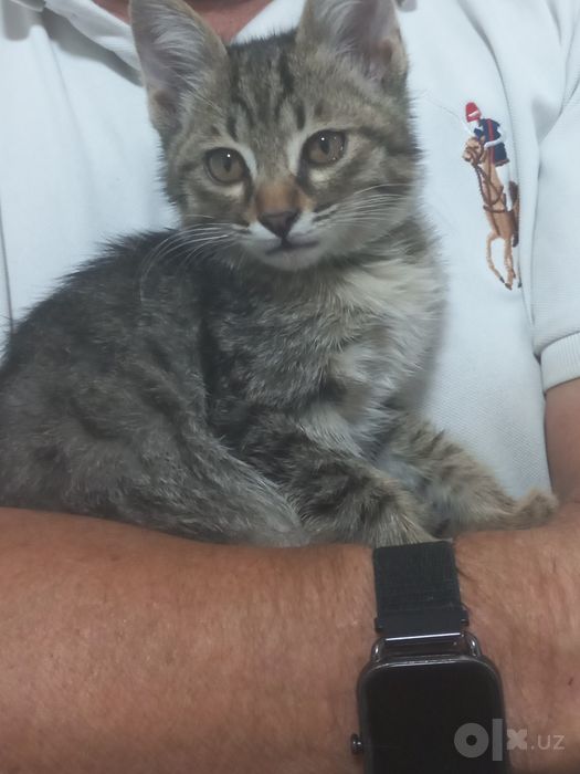 Котёнок 2 месяца бесплатно