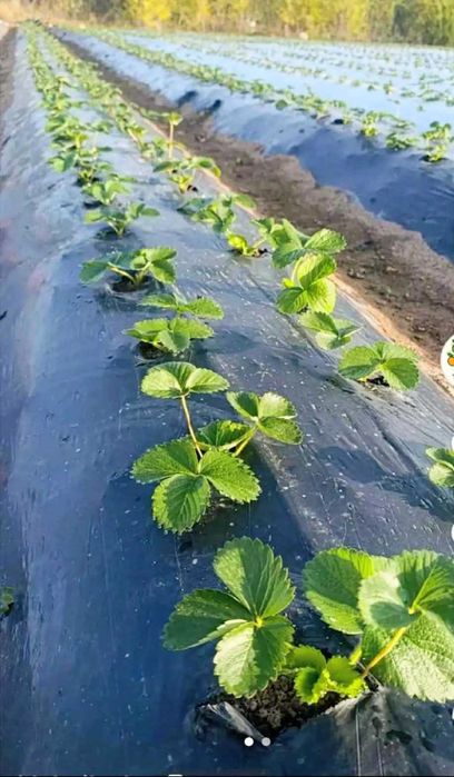 СУПЕР КАЧЕСТВЕН РАЗСАД Ягоди и Малини от Произведител