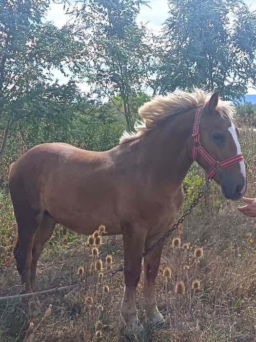 Vând mânz de 1 an și 3 luni