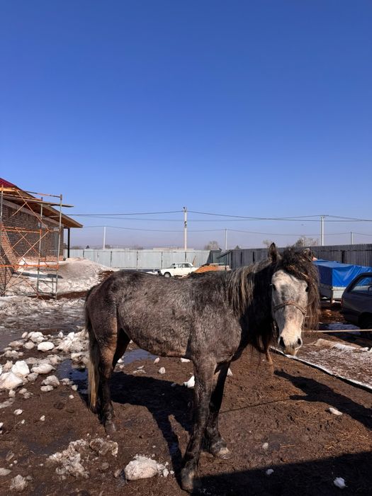 Айғыр (Жеребец) 750000