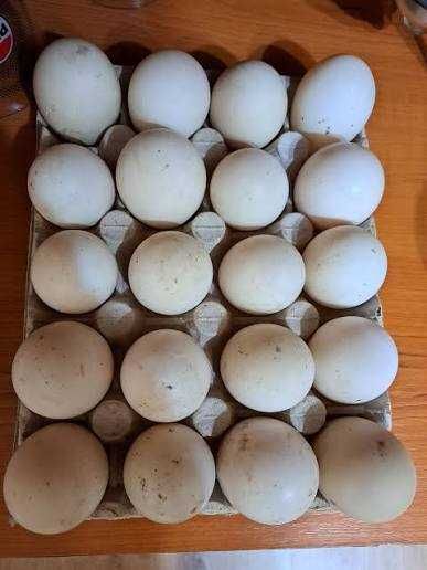 Oua de rață și gâscă spre vanzare