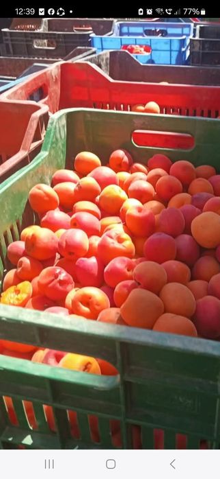 Caise foarte bine coapte dulci ṣi aromate cu suficientă zaharoză românești 100%