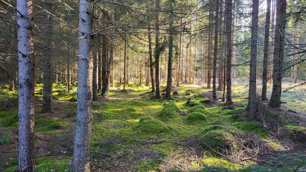 Teren de vânzare Șaru Dornei 2euro / mp