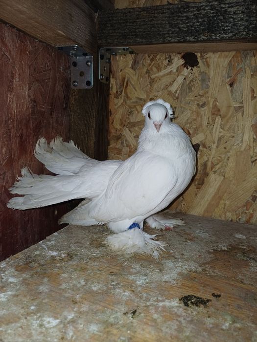 Porumbei de vanzare!