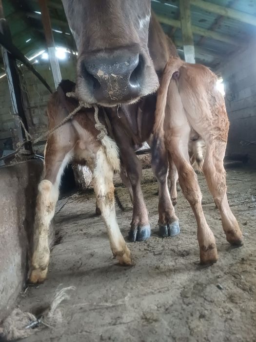 Бұзаулар сатылады