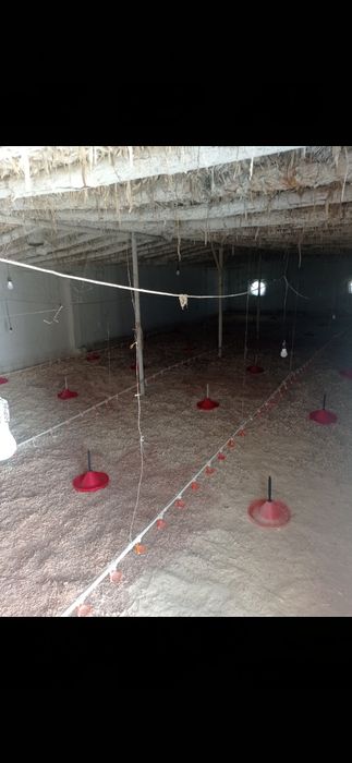 Broler boqish uchun tayor joy