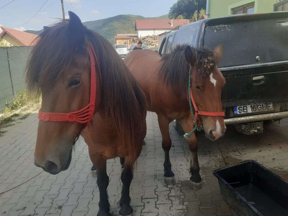 Vând o iapă gestantă  și o mânză