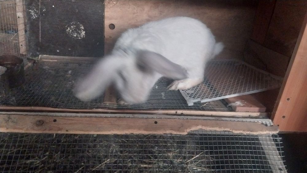 Кролл Фландер. .