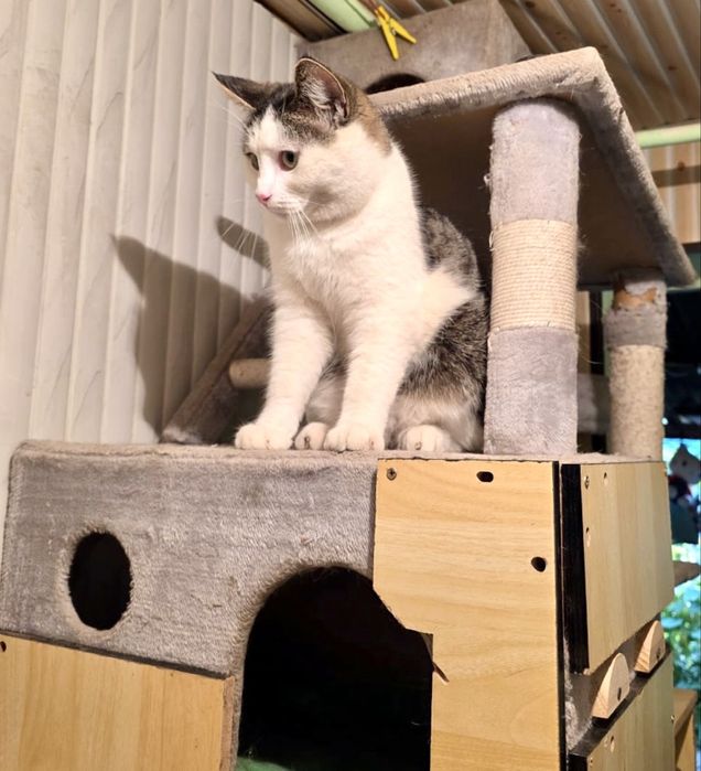 Молоденький крупный кастрированный ласковый котик с доставкой