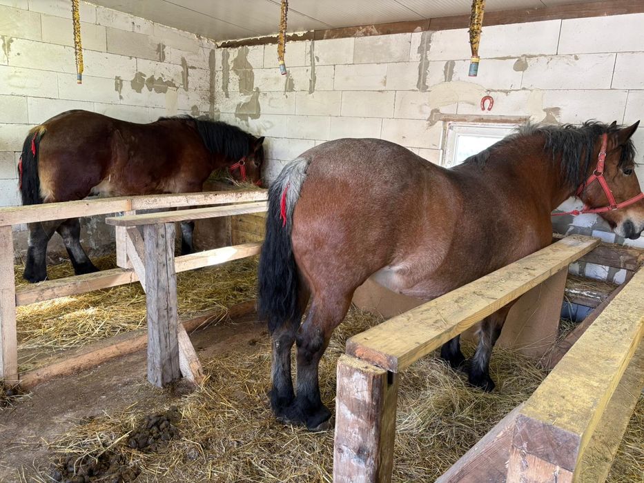 Vând iapa sau schimb cu manza ardeneza