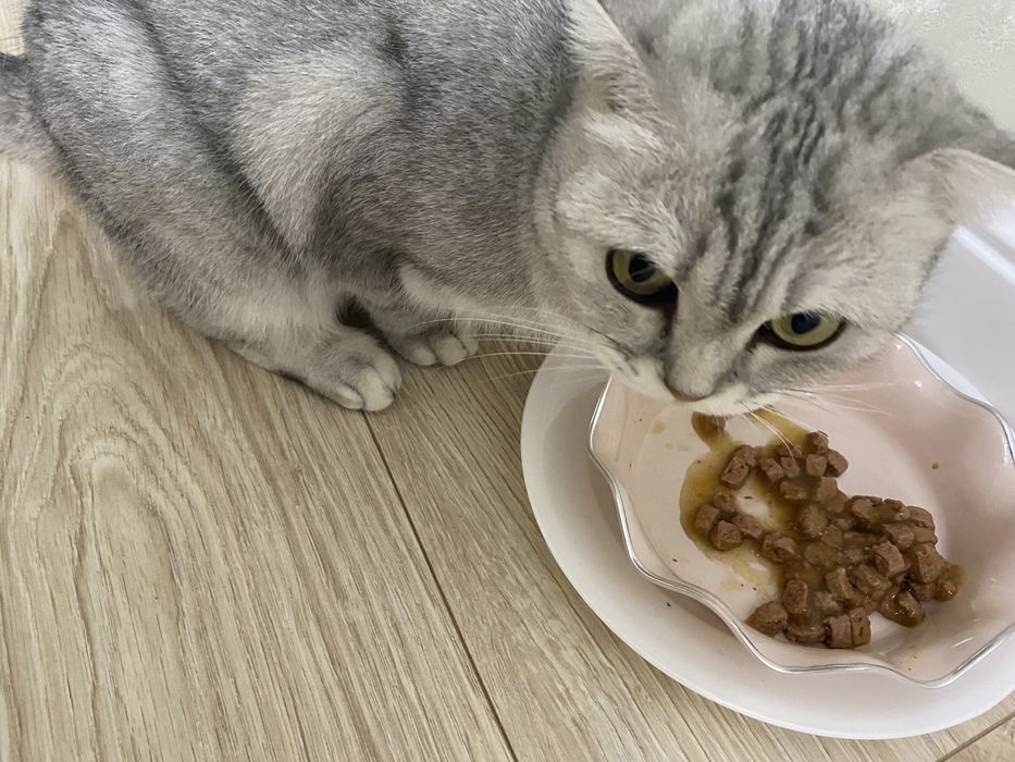 Вислоухая кошка с лотком и тд