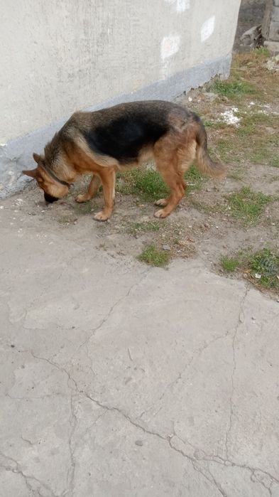 Омен овчарка немецкий породы