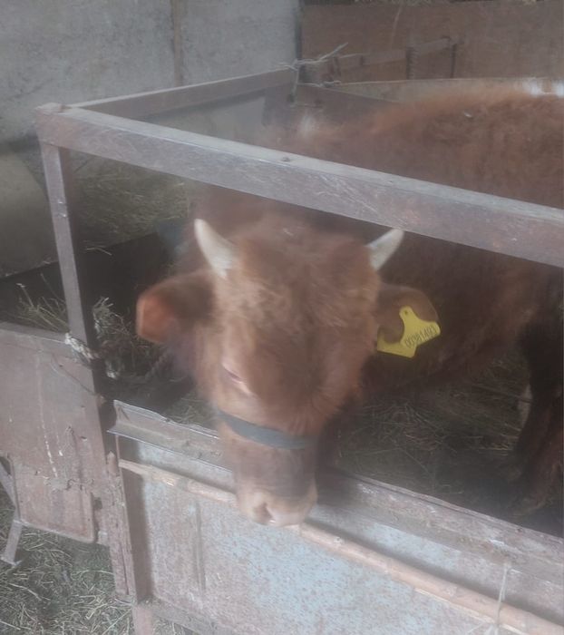 Продам бычка 7 месяцев