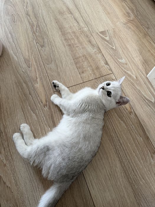 Продоется котёнок