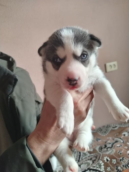 Продаю щенков ХАСКИ!