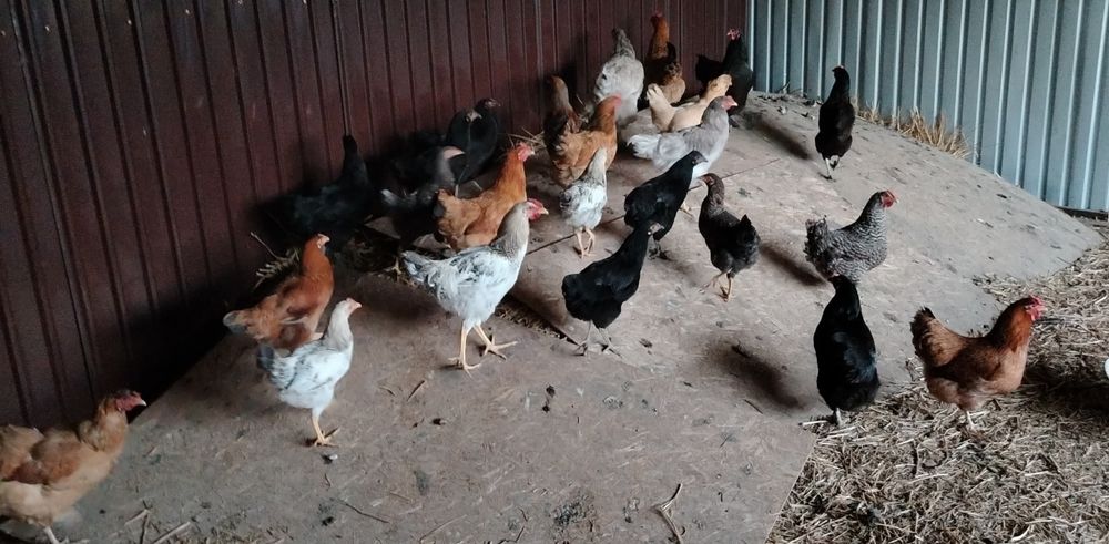 Продам домашних курочек.