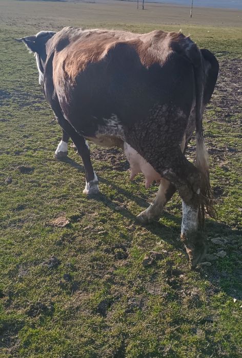 Vacă bălțată românească