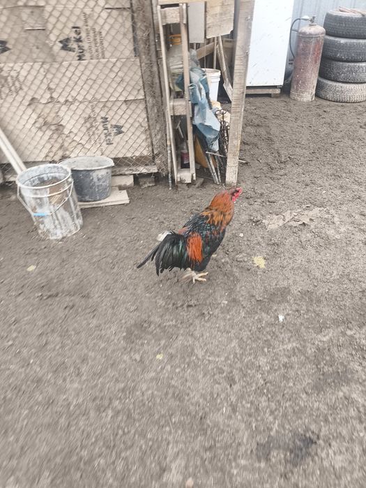 Продам  петухов.
