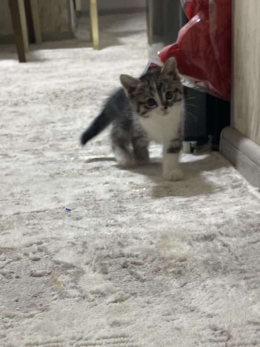 Отдам котят в хорошие руки