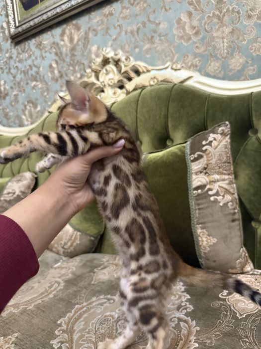 Бенгальский красивый котенок