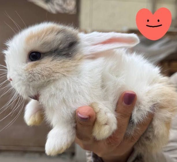 Продам Кроликов породы Минилоп Сплит/Минелоп Сплит қуёнчалар