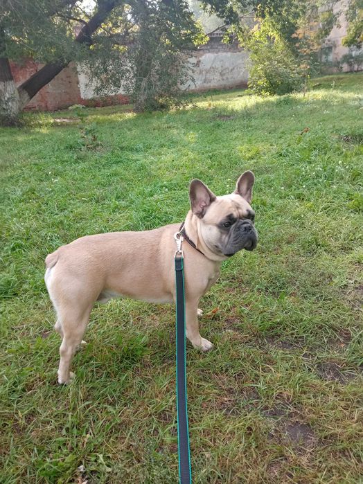 Французский бульдог ищет подругу