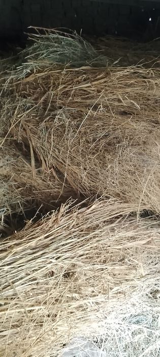 Dagʻal xashak chorva mollari uchun xas !