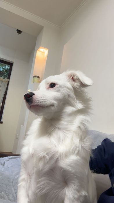 Donez catel talie mica cu toate vaccinurile si carte de sanatate