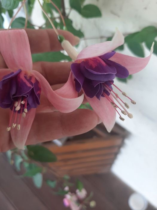 комнатные растения