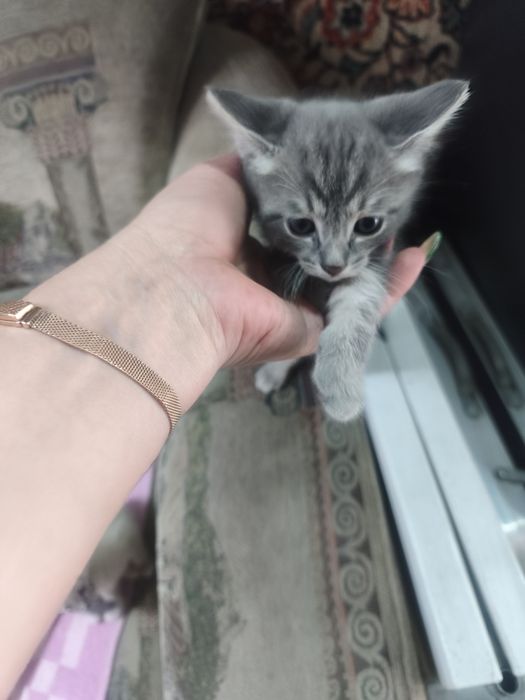 Милые котята ищут доброго хозяина