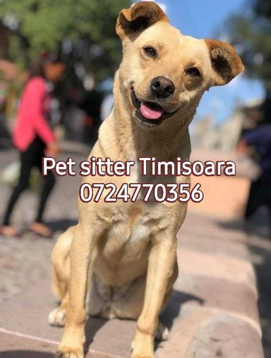 Pet sitter Timisoara