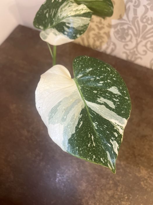 Monstera Thai Constellation 44 cm
