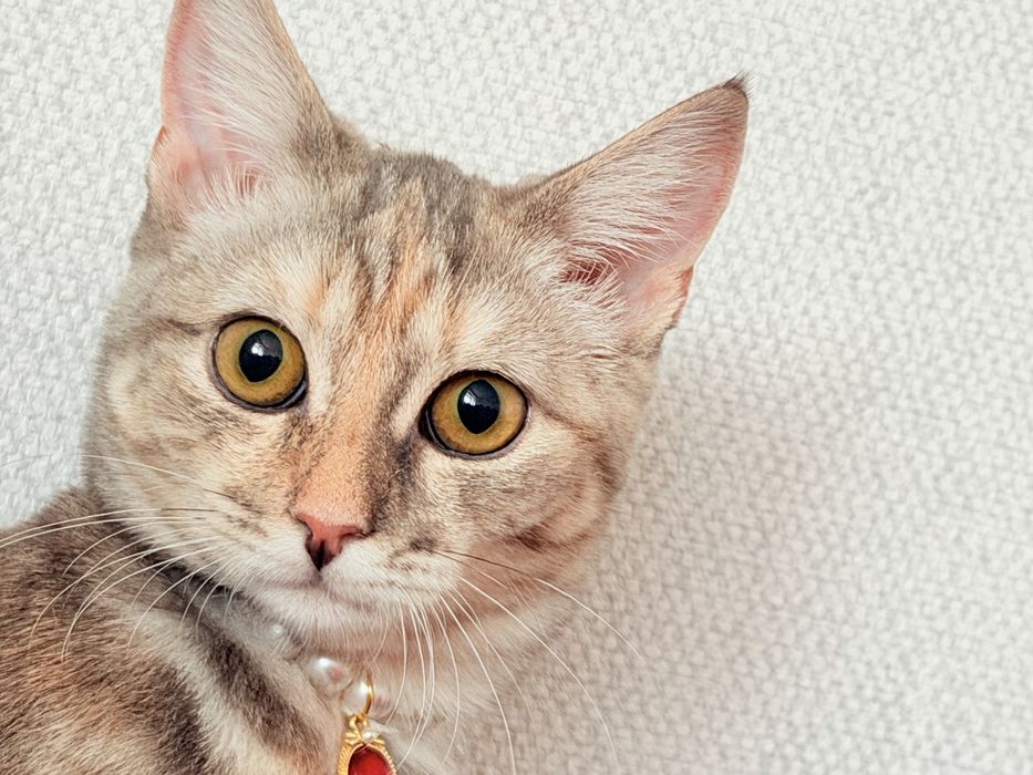 Отдам котенка ( девочка)