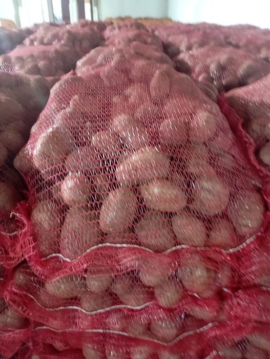 Cartof consum in saci de 25 kg