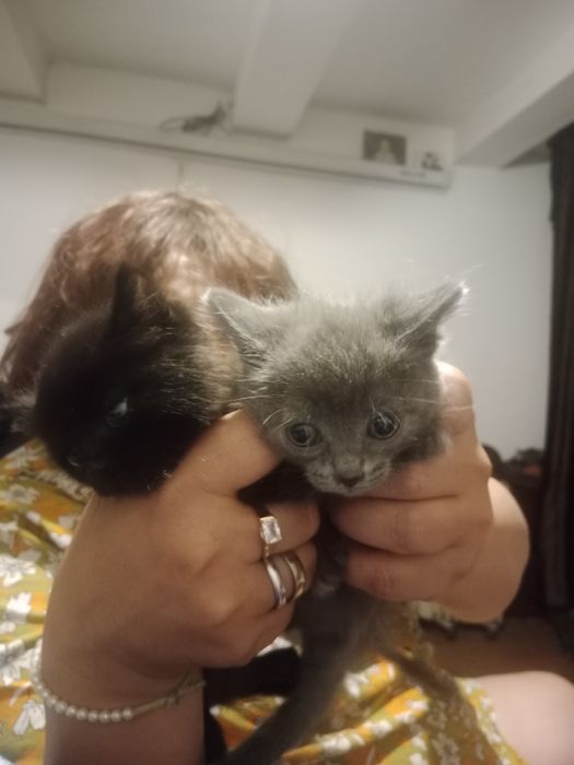 Отдам котят .девочка и мальчик