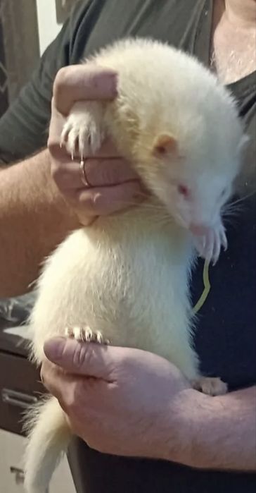 домашний хорекла сотилади