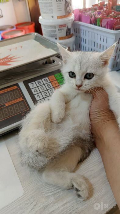 Продается котёнок шиншилла